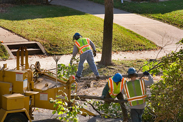 Best Professional Tree Care  in USA